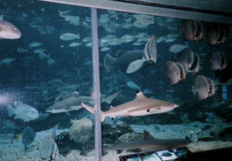 Aquarium