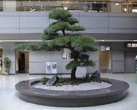 12:51 成田空港第2ターミナル3階ロビー 「松」